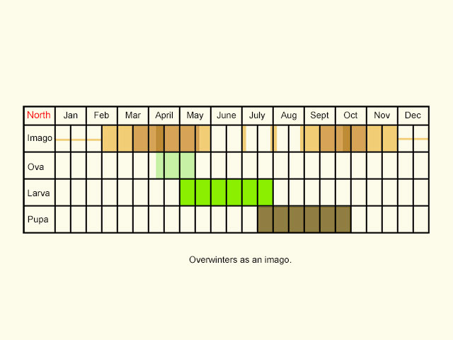  Life stages table Copyright Martin Evans 