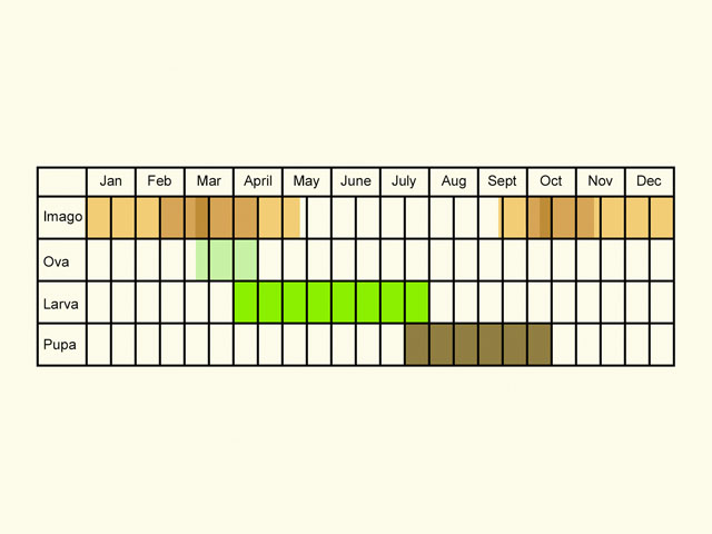  Life stages table Copyright Martin Evans 