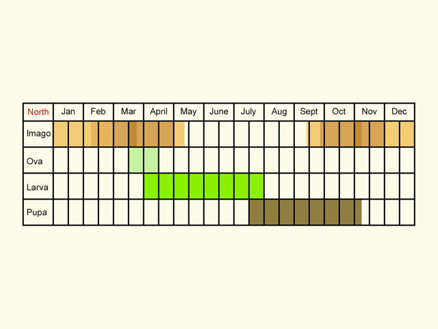  Life stages table Copyright Martin Evans 