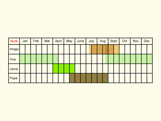  Life stages table Copyright Martin Evans 