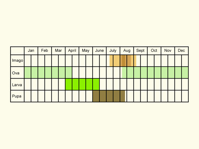  Life stages table Copyright Martin Evans 