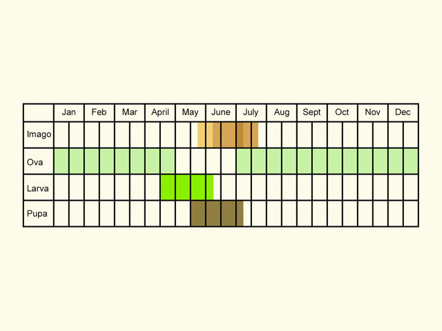  Life stages table Copyright Martin Evans 