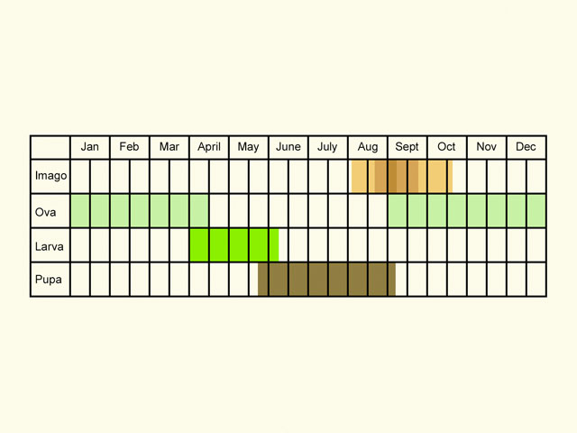  Life stages table Copyright Martin Evans 