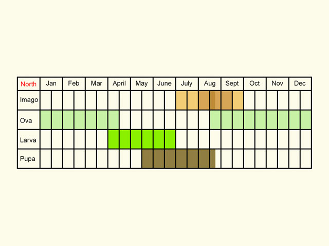  Life stages table Copyright Martin Evans 