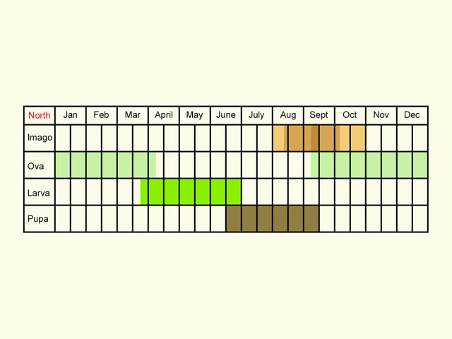  Life stages table Copyright Martin Evans 