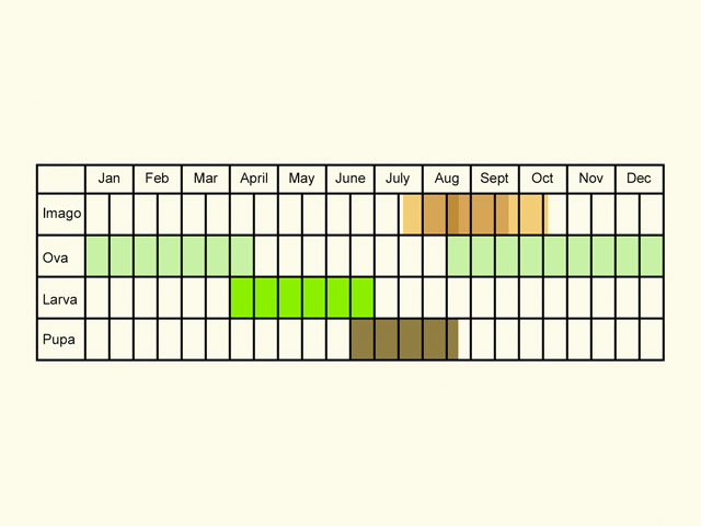  Life stages table Copyright Martin Evans 