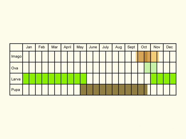  Life stages table Copyright Martin Evans 