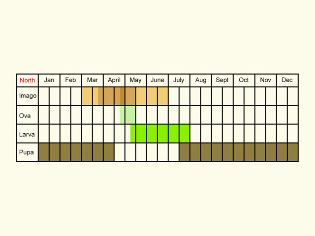  Life stages table Copyright Martin Evans 