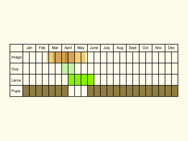  Life stages table Copyright Martin Evans 