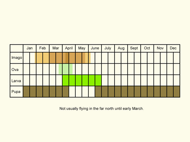  Life stages table Copyright Martin Evans 