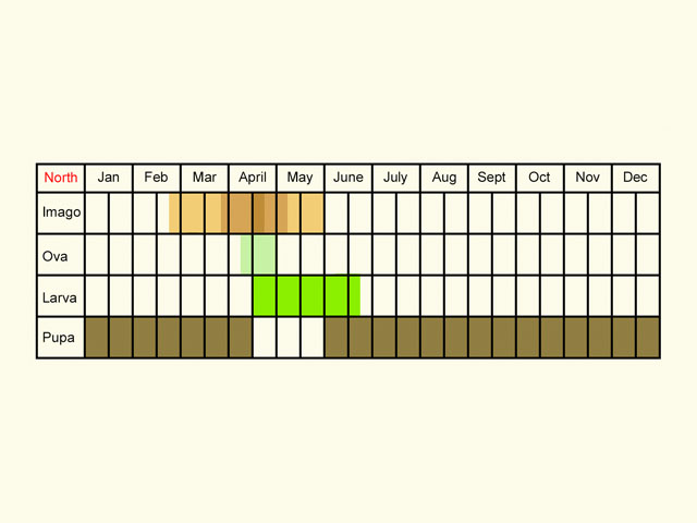  Life stages table Copyright Martin Evans 