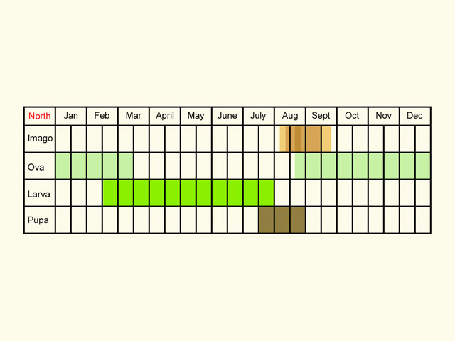  Life stages table Copyright Martin Evans 