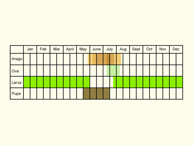  Life stages table Copyright Martin Evans 