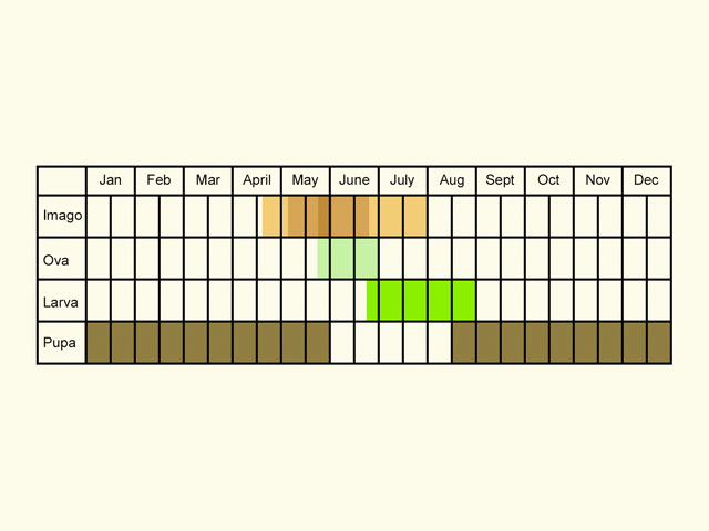  Life stages table Copyright Martin Evans 