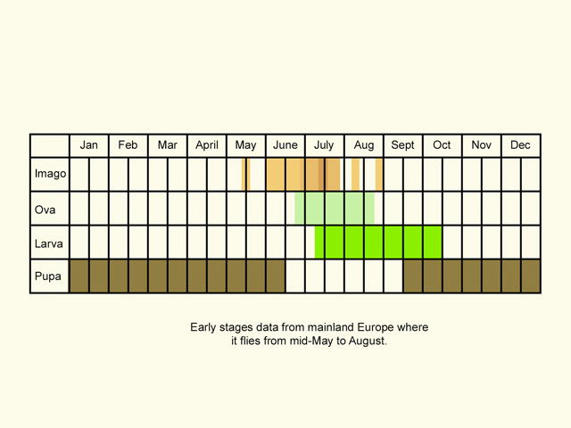  Life stages table Copyright Martin Evans 