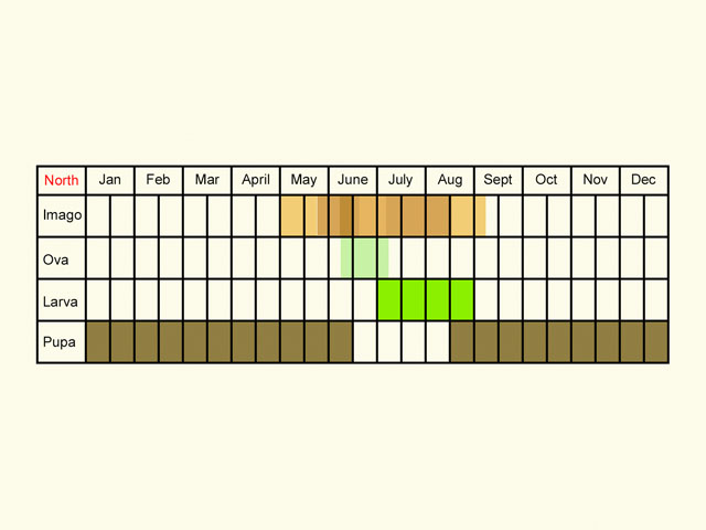  Life stages table Copyright Martin Evans 