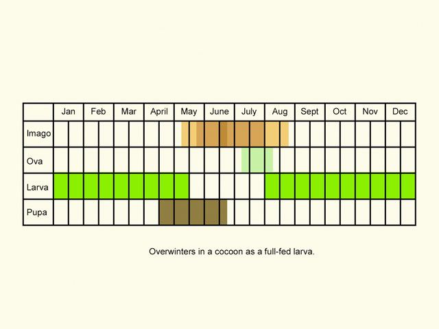  Life stages table Copyright Martin Evans 