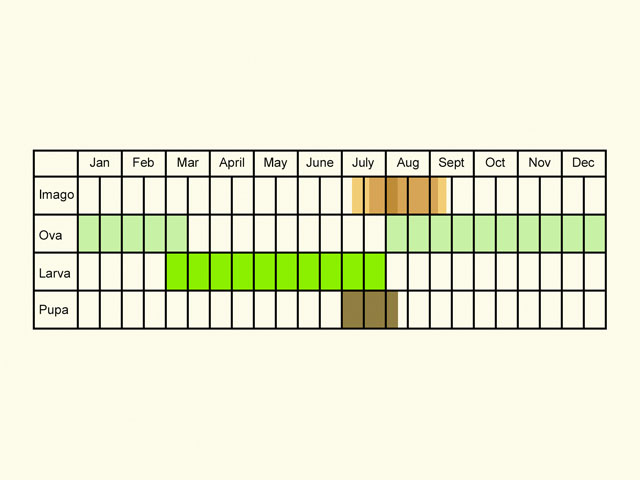  Life stages table Copyright Martin Evans 