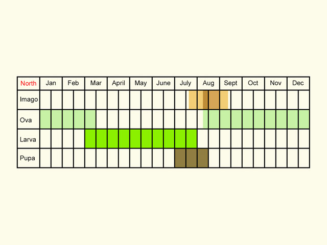  Life stages table Copyright Martin Evans 