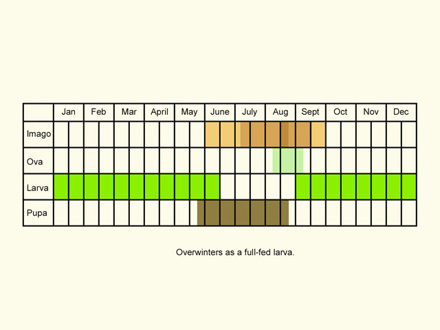  Life stages table Copyright Martin Evans 