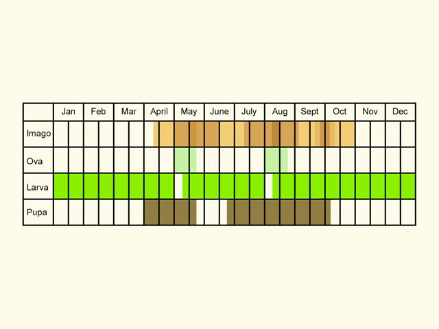  Life stages table Copyright Martin Evans 