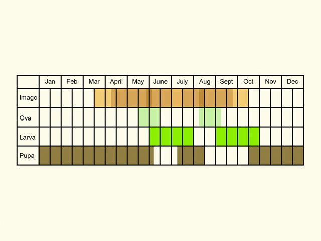  Life stages table Copyright Martin Evans 