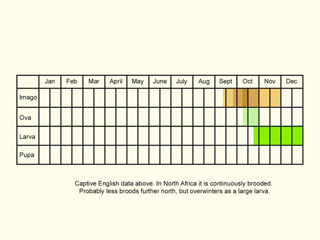  Life stages table Copyright Martin Evans 