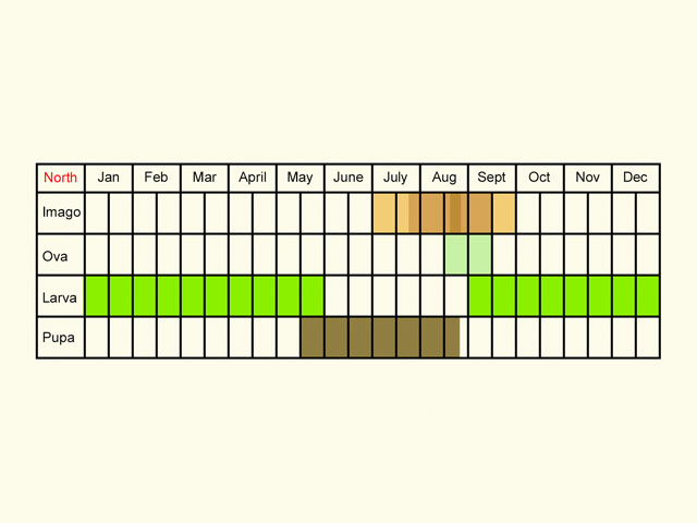  Life stages table Copyright Martin Evans 