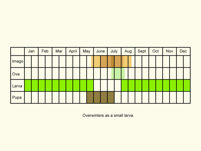  Life stages table Copyright Martin Evans 