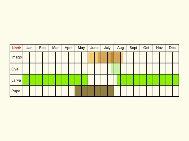  Life stages table Copyright Martin Evans 