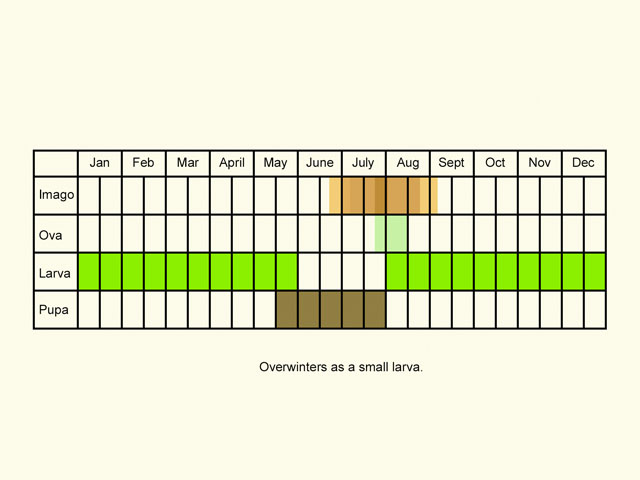  Life stages table Copyright Martin Evans 