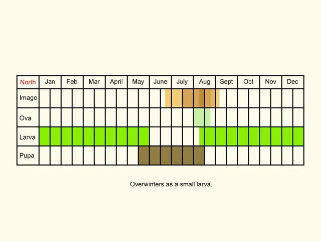  Life stages table Copyright Martin Evans 