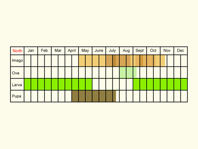  Life stages table Copyright Martin Evans 