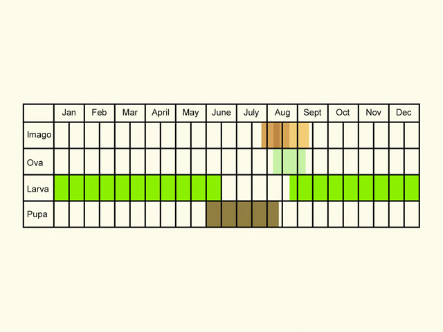  Life stages table Copyright Martin Evans 