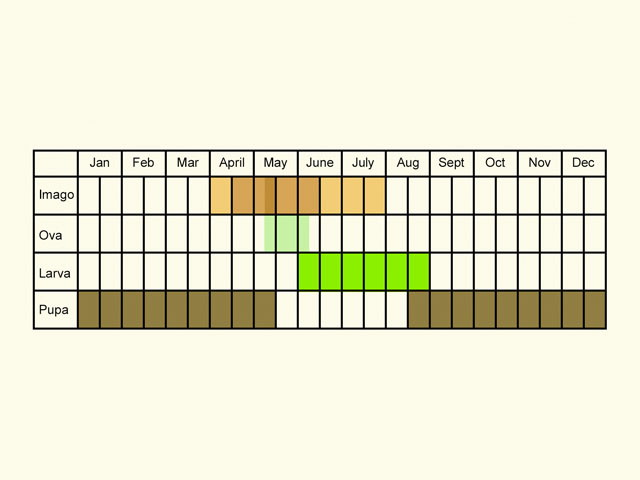  Life stages table Copyright Martin Evans 