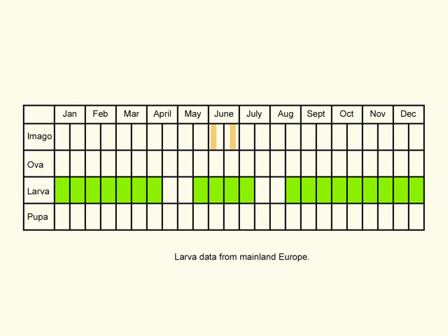  Life stages table Copyright Martin Evans 