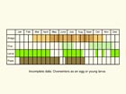  Life stages table Copyright Martin Evans 