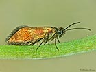  01.002 Micropterix mansuetella © Martin Evans 