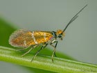  01.004 Micropterix aruncella male Copyright Martin Evans 