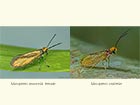  01.004 Micropterix aruncella female and M.calthella Copyright Martin Evans 