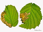  02.002 Eriocrania chrysolepidella mine Copyright Martin Evans 