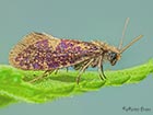  02.005 Eriocrania salopiella Copyright Martin Evans 