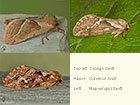  03.001 Orange Swift, Common Swift and Map-winged Swift Copyright Martin Evans 