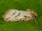  03.002 Common Swift Copyright Martin Evans 