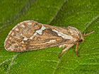  03.002 Common Swift female Copyright Martin Evans 