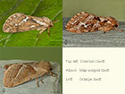  03.002 Common Swift, Map-winged Swift and Orange Swift Copyright Martin Evans 