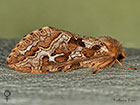  03.003 Map-winged Swift female Copyright Martin Evans 