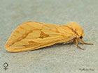  03.005 Ghost Moth female Copyright Martin Evans 