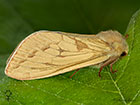  03.005 Ghost Moth female Copyright Martin Evans 