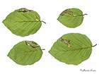  04.055 Stigmella hemargyrella leaf mines Copyright Martin Evans 